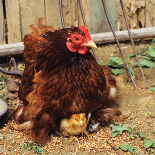 The Nitty Gritty on Chicken Feed